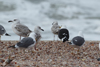 1cy fuscus in August, ringed in Finland. (81365 bytes)
